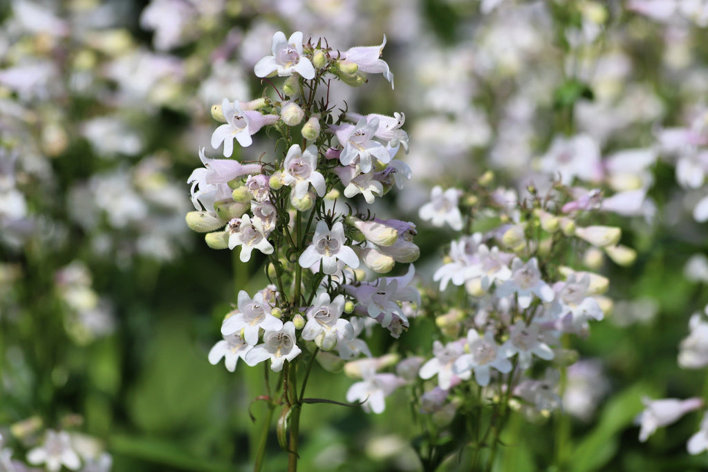 1000 WHITE FOXGLOVE BEARDTONGUE Penstemon Digitalis Flower Seeds