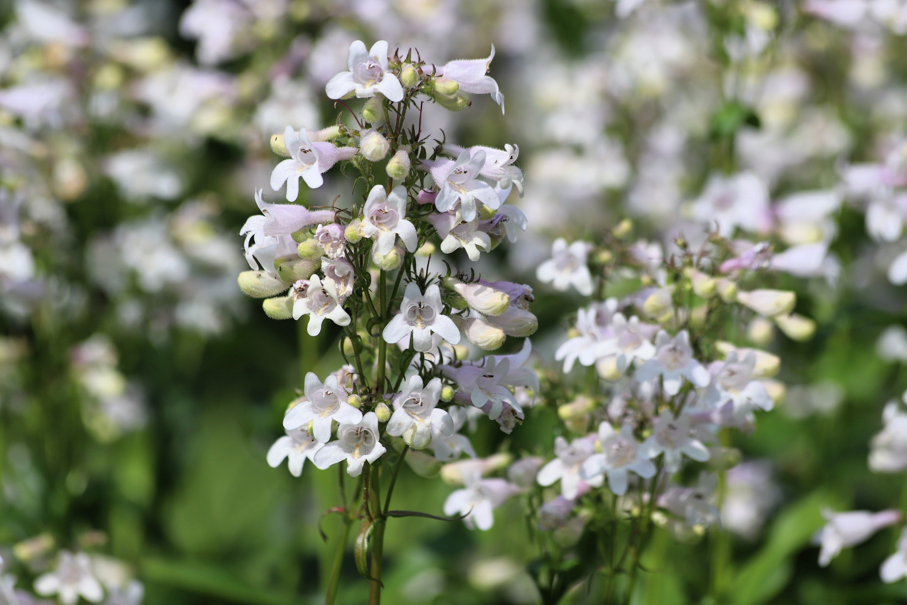 1000 WHITE FOXGLOVE BEARDTONGUE Penstemon Digitalis Flower Seeds