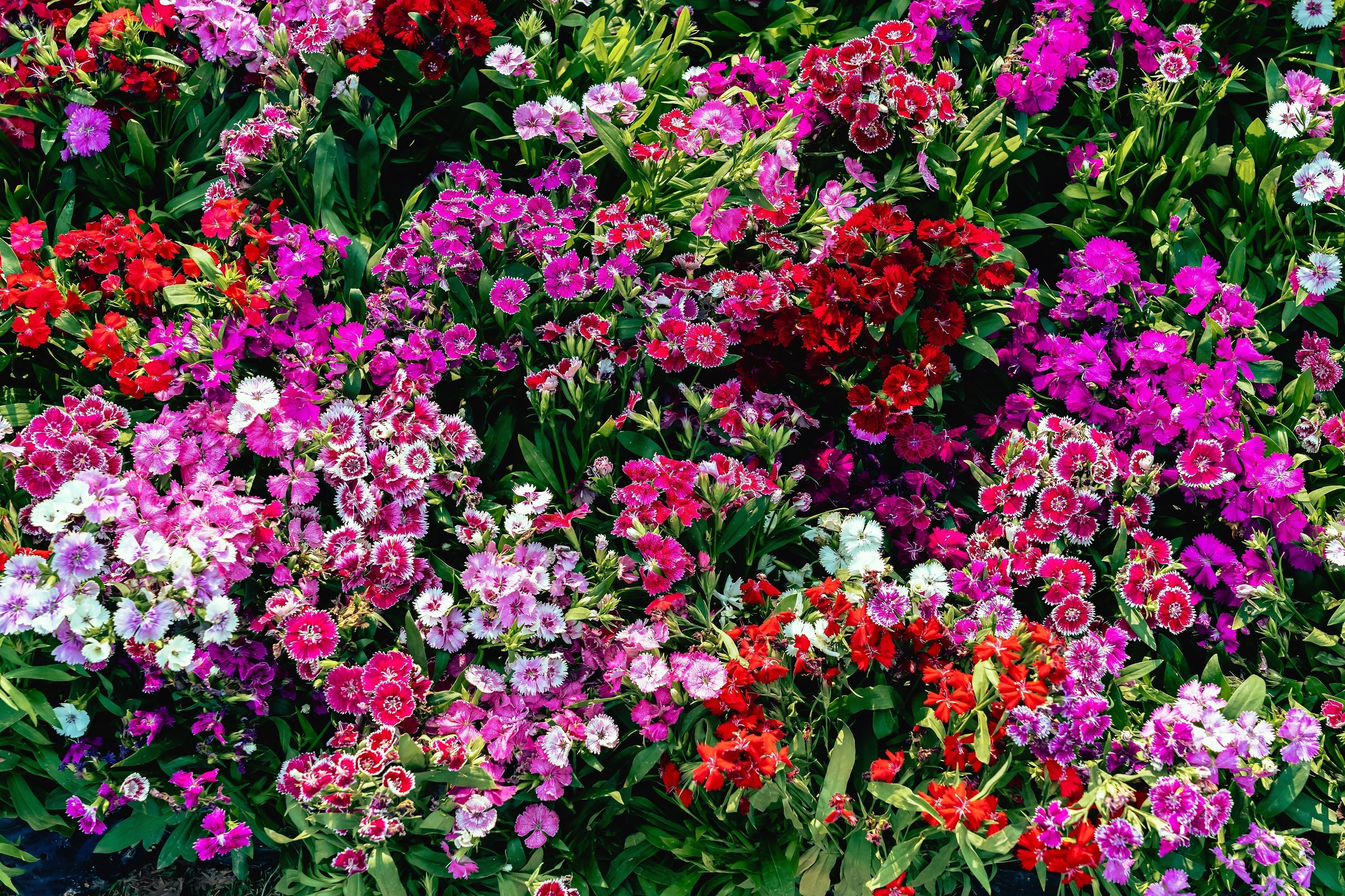 100 WEE Willie Dwarf SWEET WILLIAM Mixed Colors Dianthus Barbatus Flower Seeds