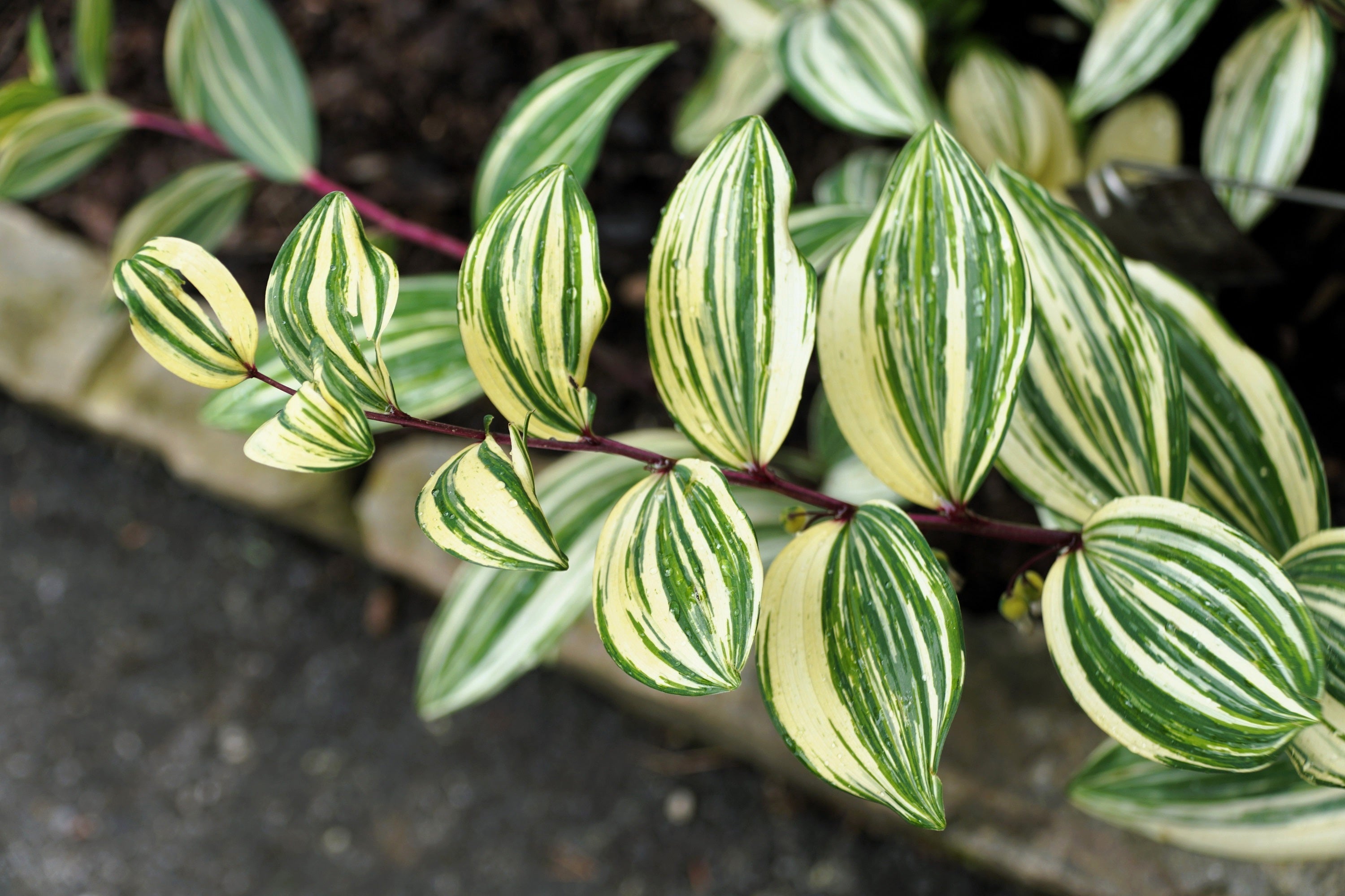 15 Variegated SOLOMONS SEAL Polygonatum Biflorum Canaliculatum Flower Seeds