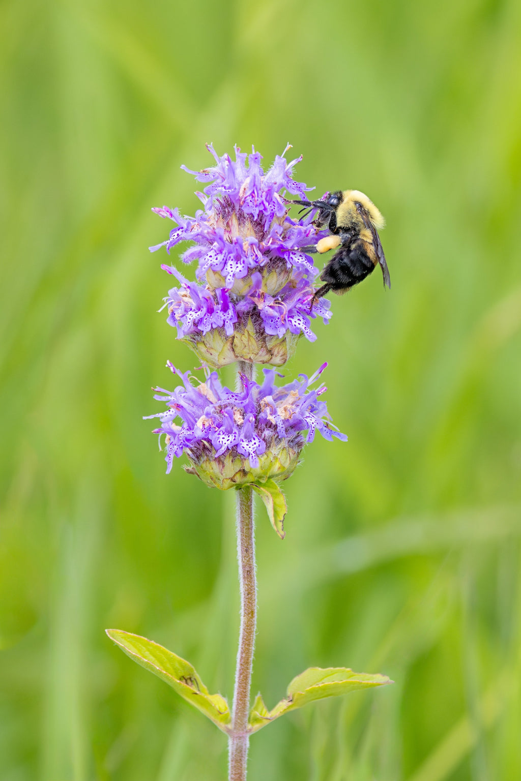 200 PURPLE WOOD MINT Blephilia Ciliata Downy Pagoda Horsemint Herb Flower Seeds