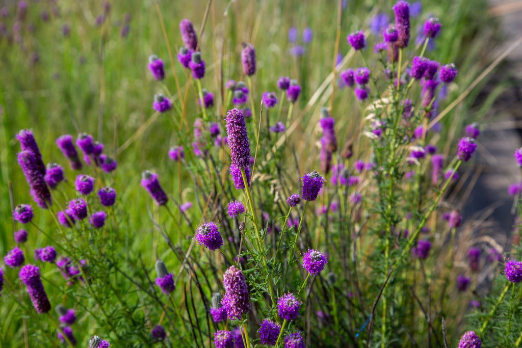 700 PURPLE PRAIRIE CLOVER Dalea Purpurea Flower Seeds