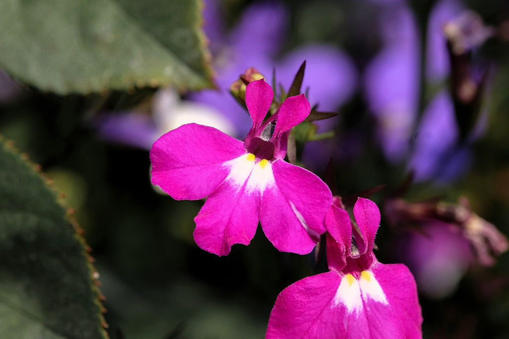 200 MAGENTA PINK LOBELIA Regatta Lobelia Erinus Flower Seeds