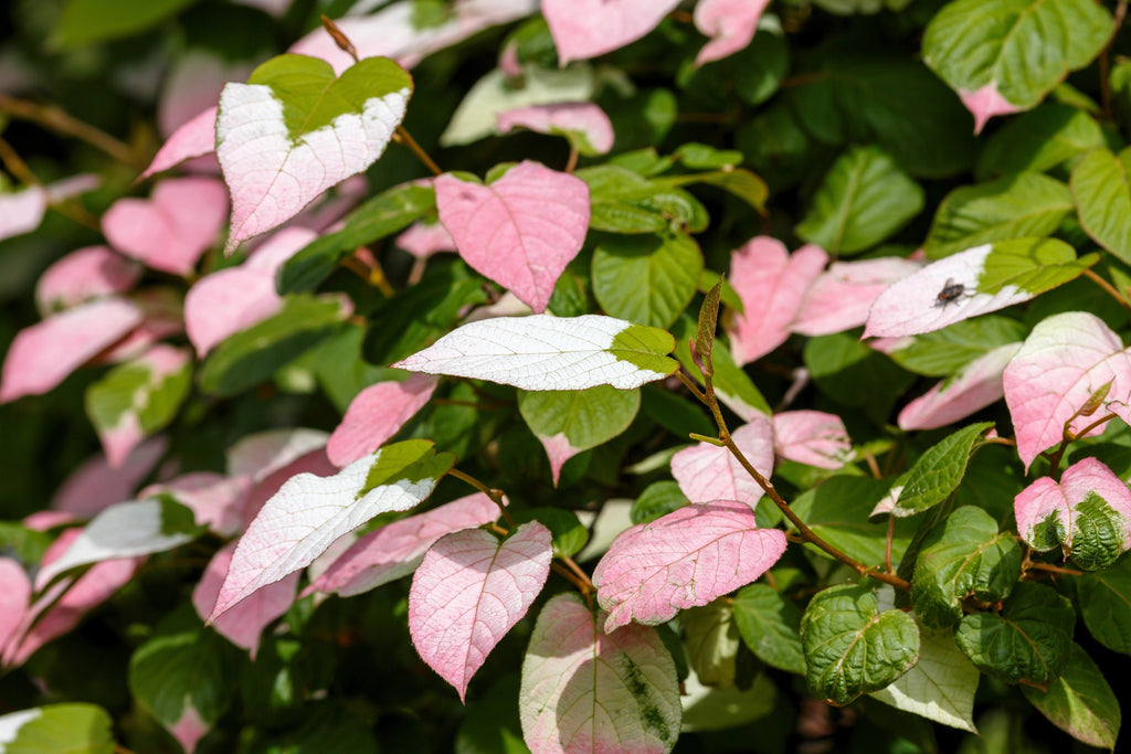 20 Variegated ARCTIC BEAUTY KIWI Fruit Edible Actinidia Kolomikta Vine Seeds