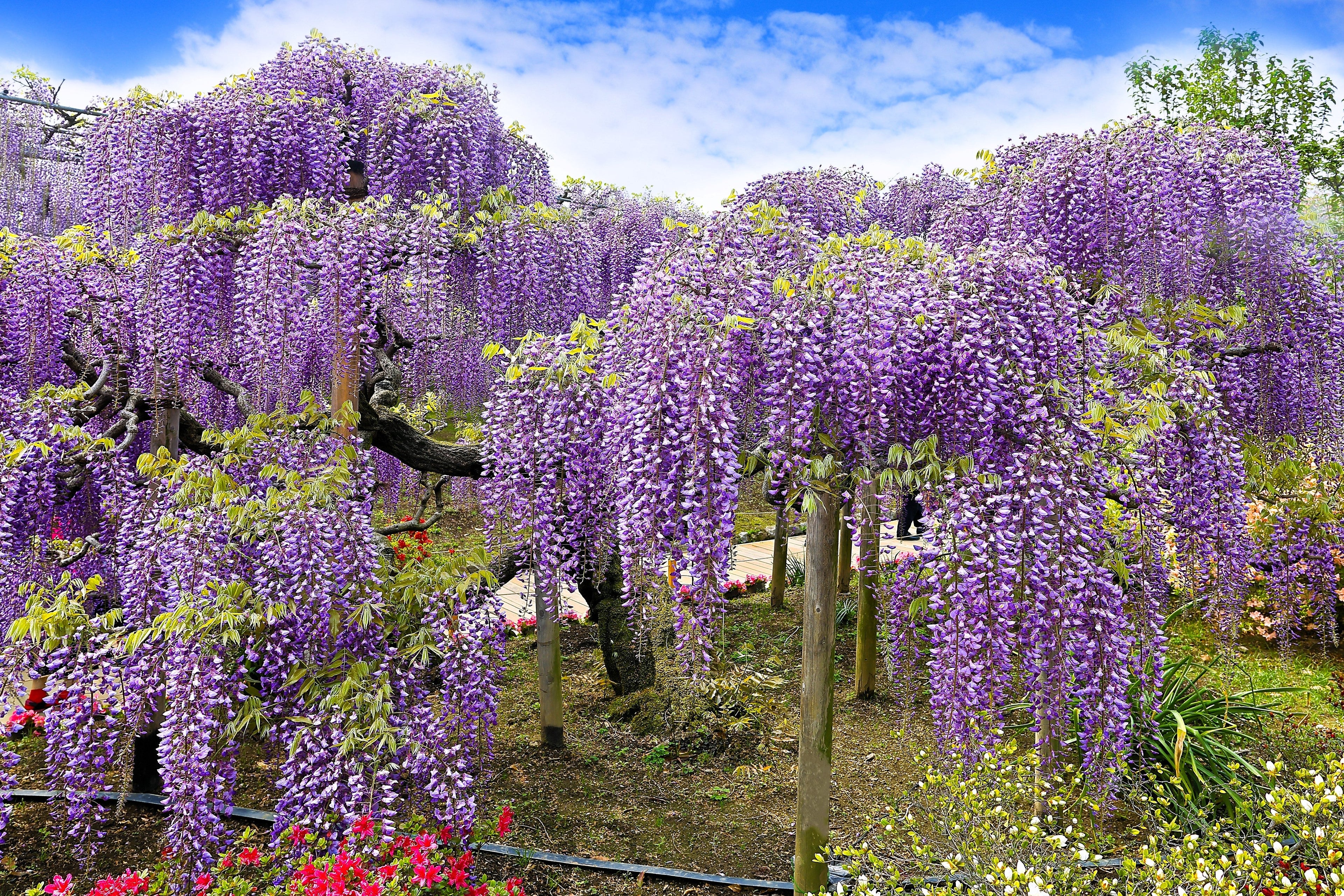 5 JAPANESE WISTERIA Floribunda Flower Purple Ornamental Vine Climber Seeds