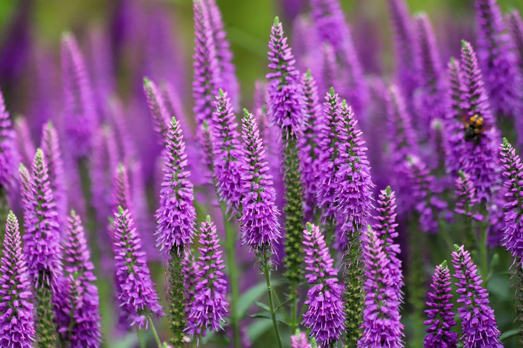 50 Mixed Colors VERONICA SIGHTSEEING MIXTURE (Spike Speedwell) Veronica Spicata Flower Seeds