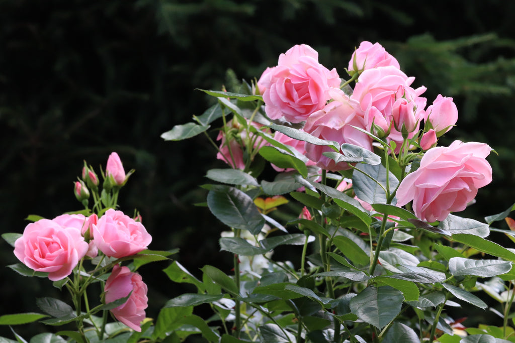 5 PINK ROSE Rosa Bush Shrub Perennial Flower Seeds