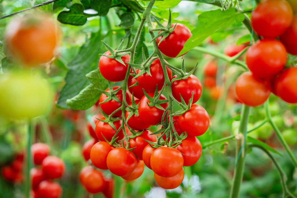 300 SMALL Red CHERRY TOMATO Lycopersicon Lycopersicum Fruit Vegetable Seeds