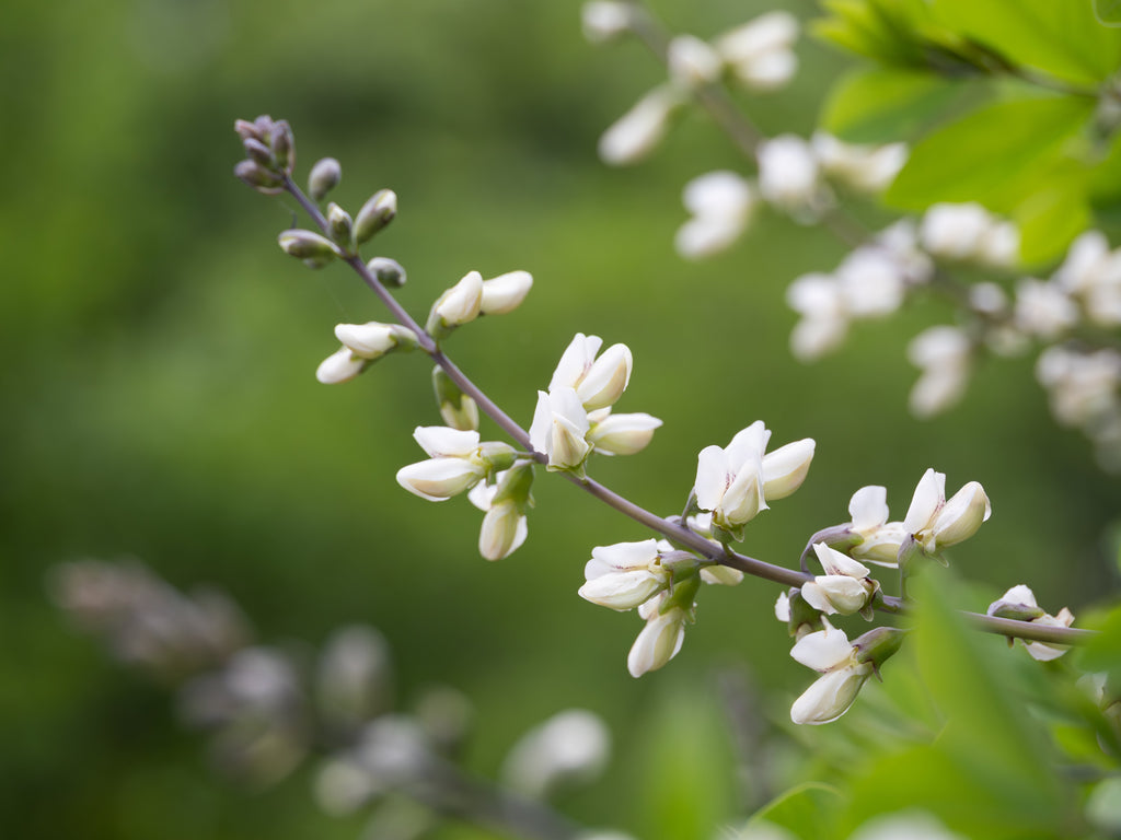 50 WHITE WILD INDIGO Baptisia Alba Usa Native Pollinator Flower Seeds