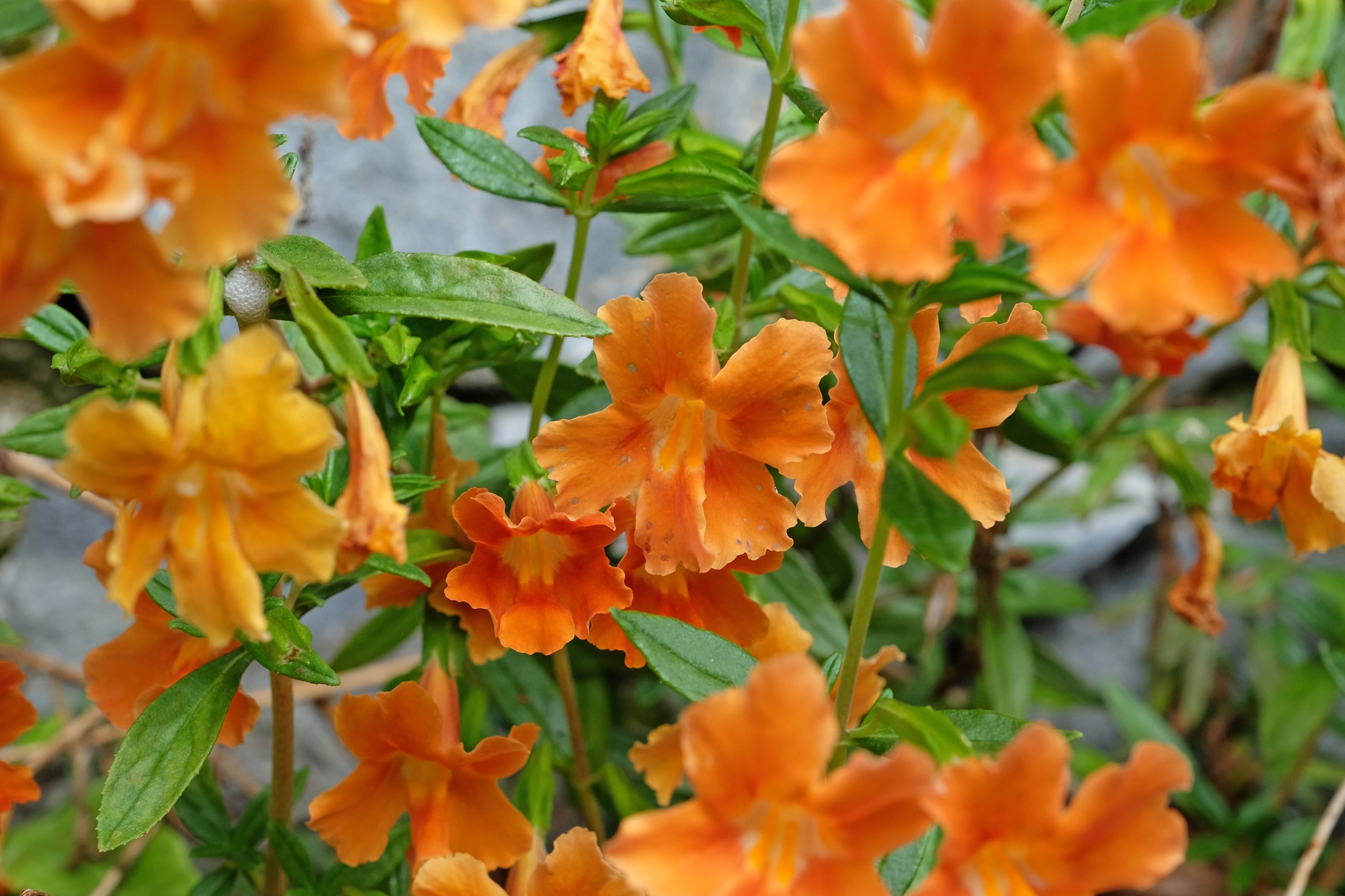 100 Twinkle ORANGE MONKEY FLOWER Mimulus Seeds