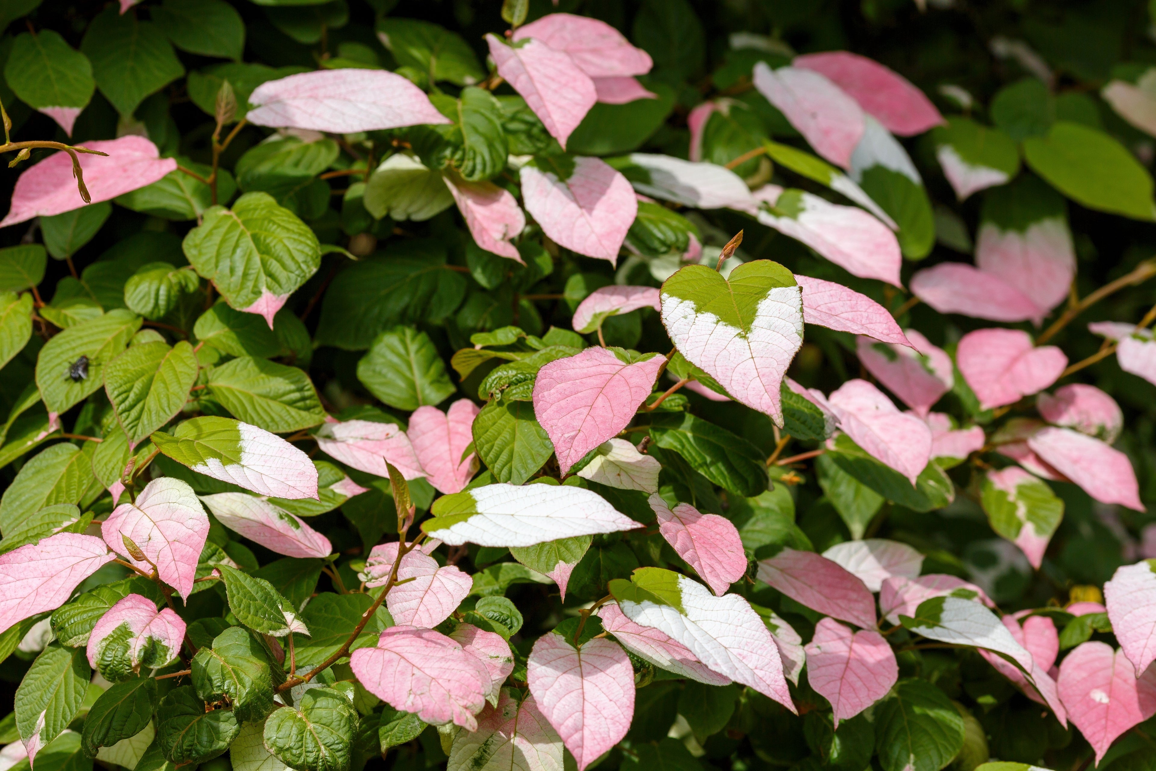 20 Variegated ARCTIC BEAUTY KIWI Fruit Edible Actinidia Kolomikta Vine Seeds
