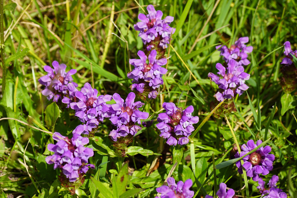 100 HEAL ALL Self Heal Prunella Vulgaris Purple Herb Flower Seeds