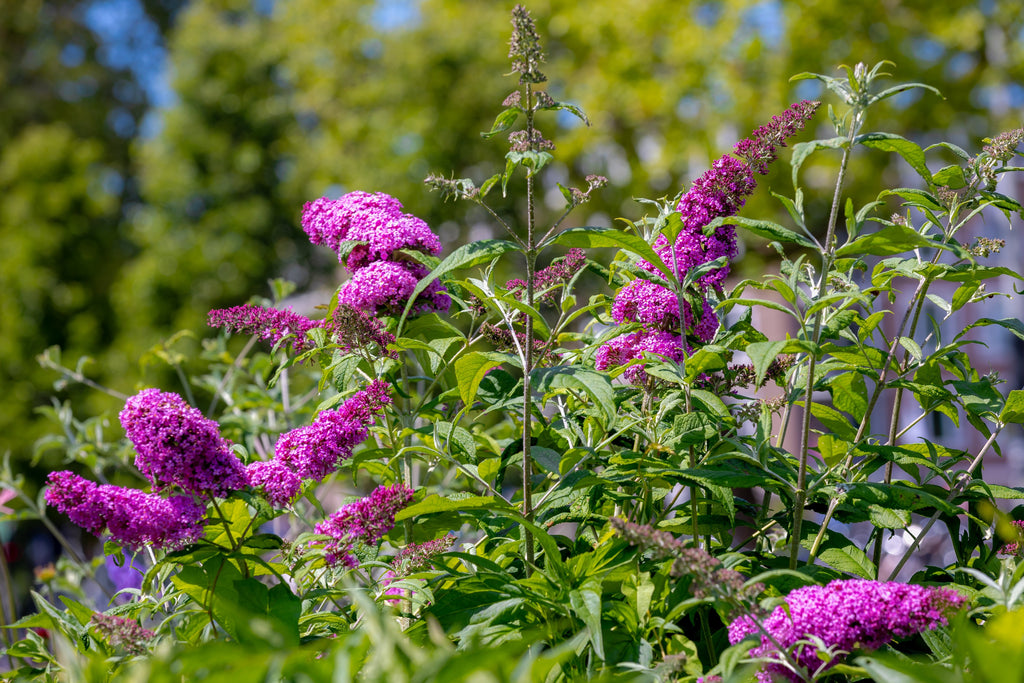 50 VIOLET BUTTERFLY BUSH Buddleja Davidii Purple Flower Seeds