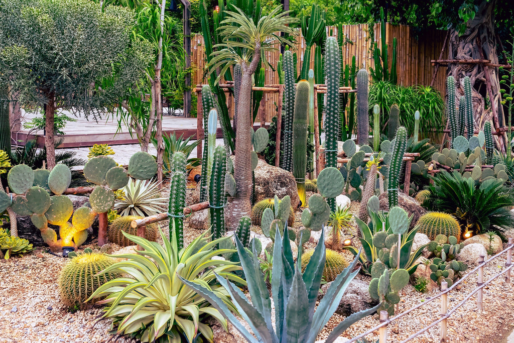 50 CACTUS MIX 'Finest Mixed' Succulent Flower Plant Seeds