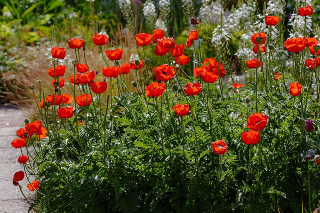 1000 MIXED Colors ORIENTAL POPPY Papaver Orientale Flower Seeds