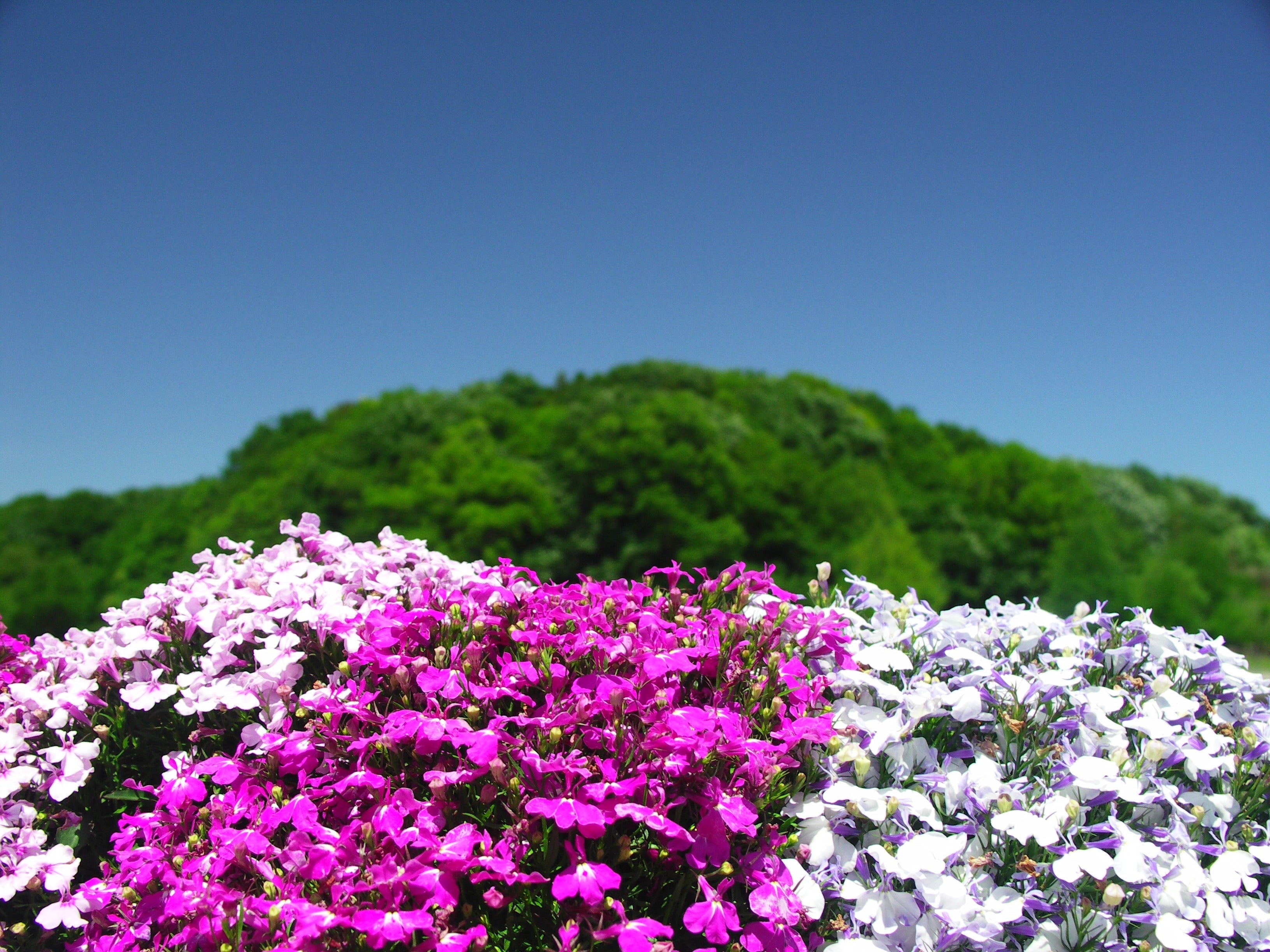 200 MIXED COLORS LOBELIA Regatta Lobelia Erinus Flower Seeds