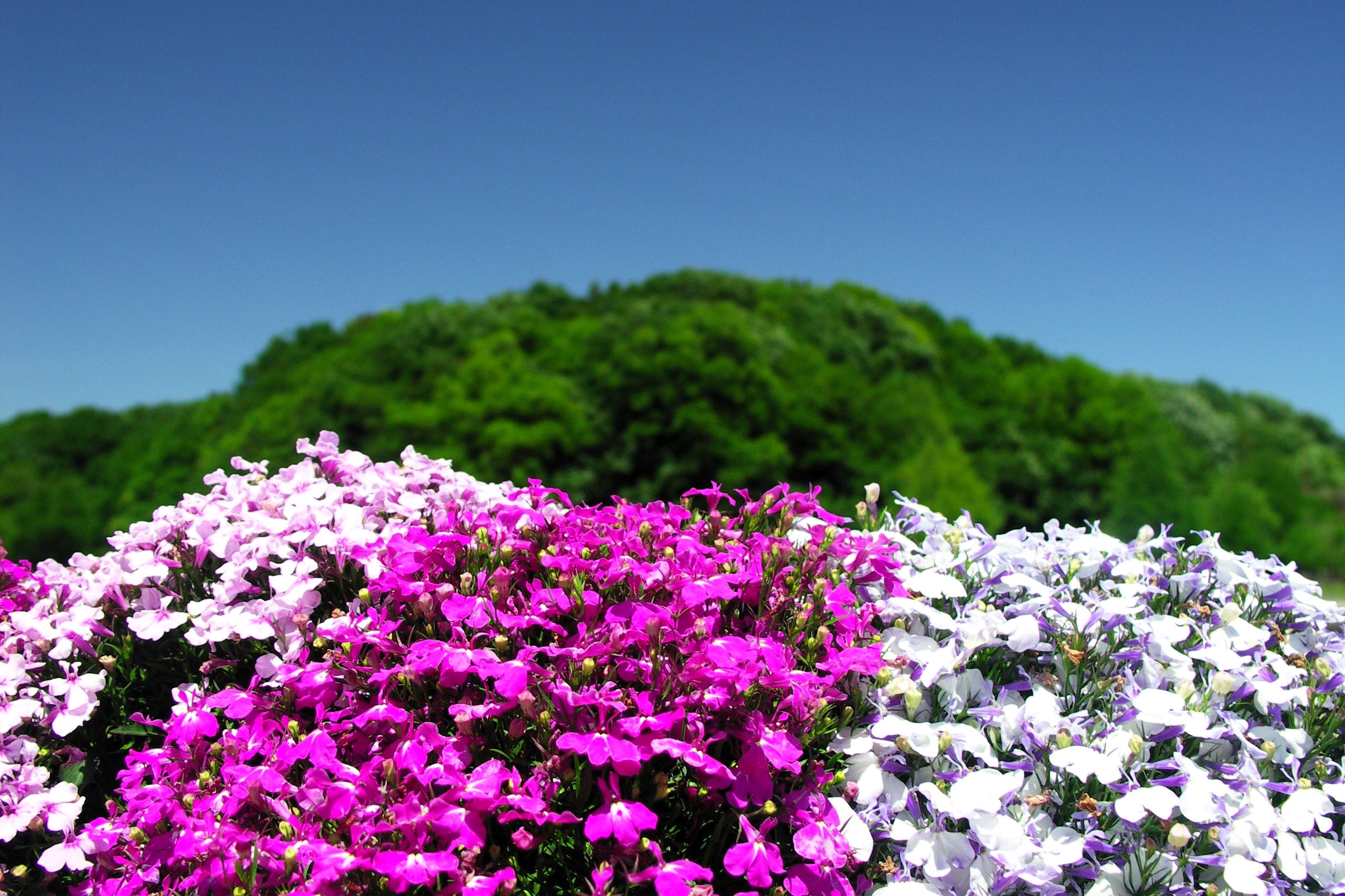 200 MAGENTA PINK LOBELIA Regatta Lobelia Erinus Flower Seeds
