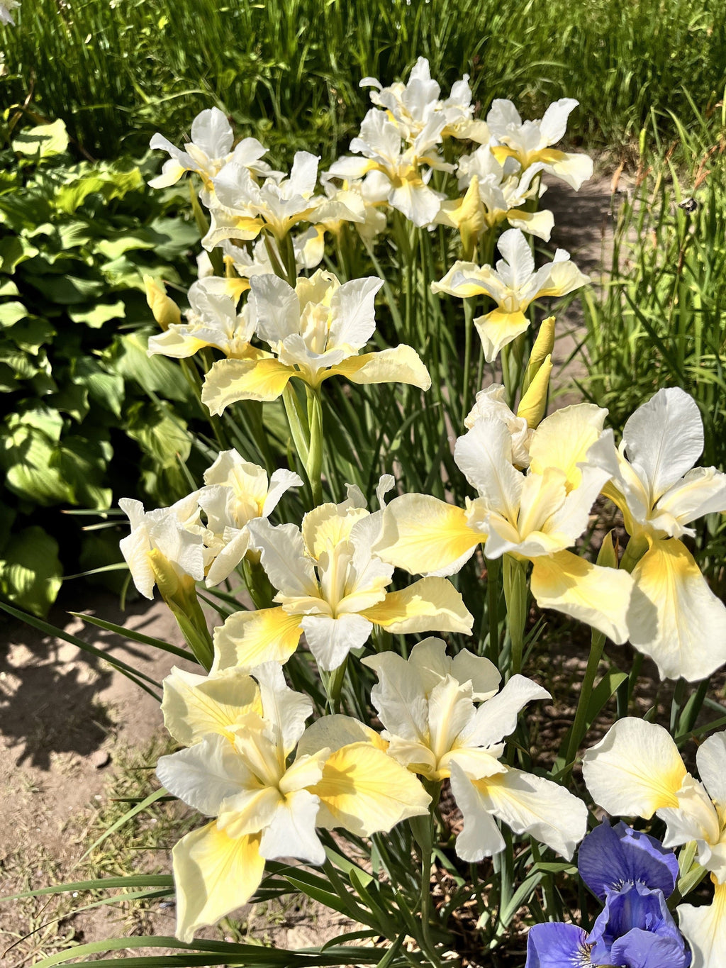 20 MIXED SIBERIAN IRIS Sibirica Iris Bicolor Blue Red White Yellow Purple Siberian Flag Flower Seeds