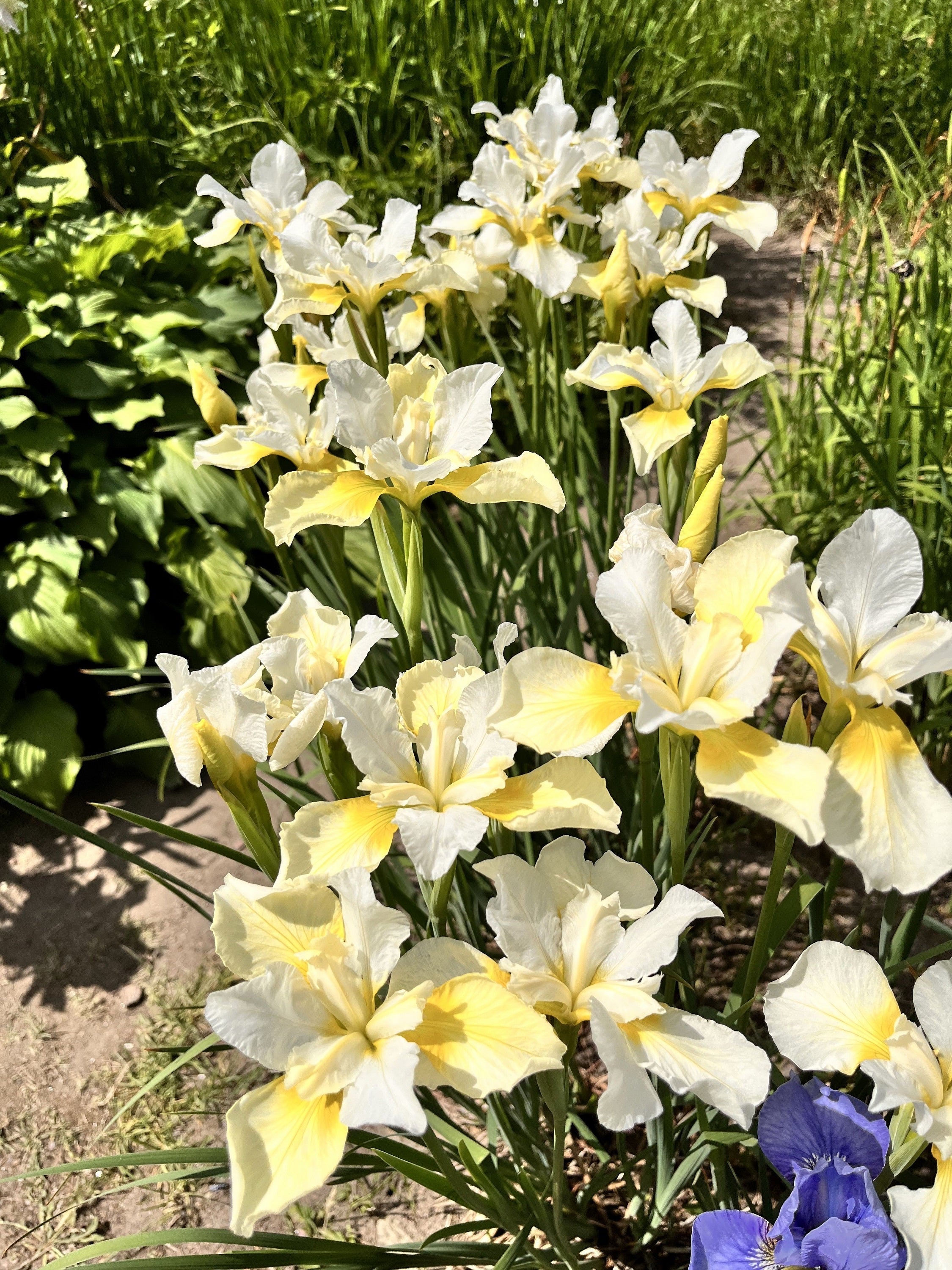 20 MIXED SIBERIAN IRIS Sibirica Iris Bicolor Blue Red White Yellow Purple Siberian Flag Flower Seeds