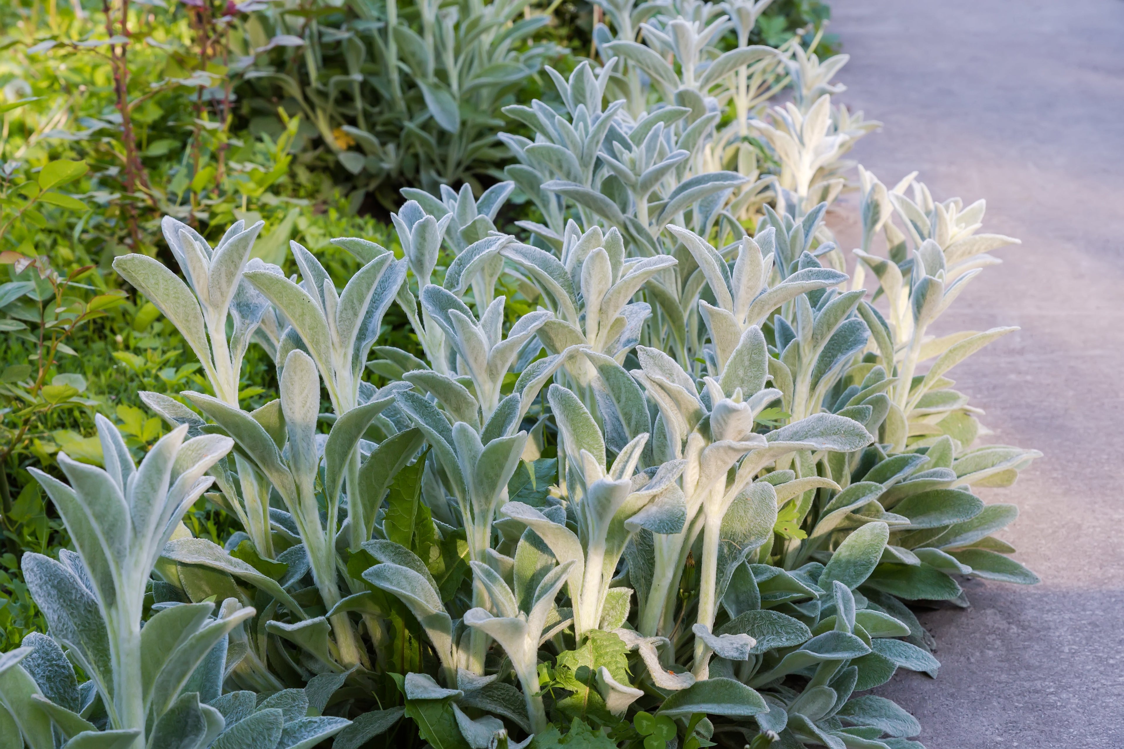 100 Wolly LAMBS EAR Stachys Byzantina Silvery Fuzzy Leaves Purple Flower Seeds