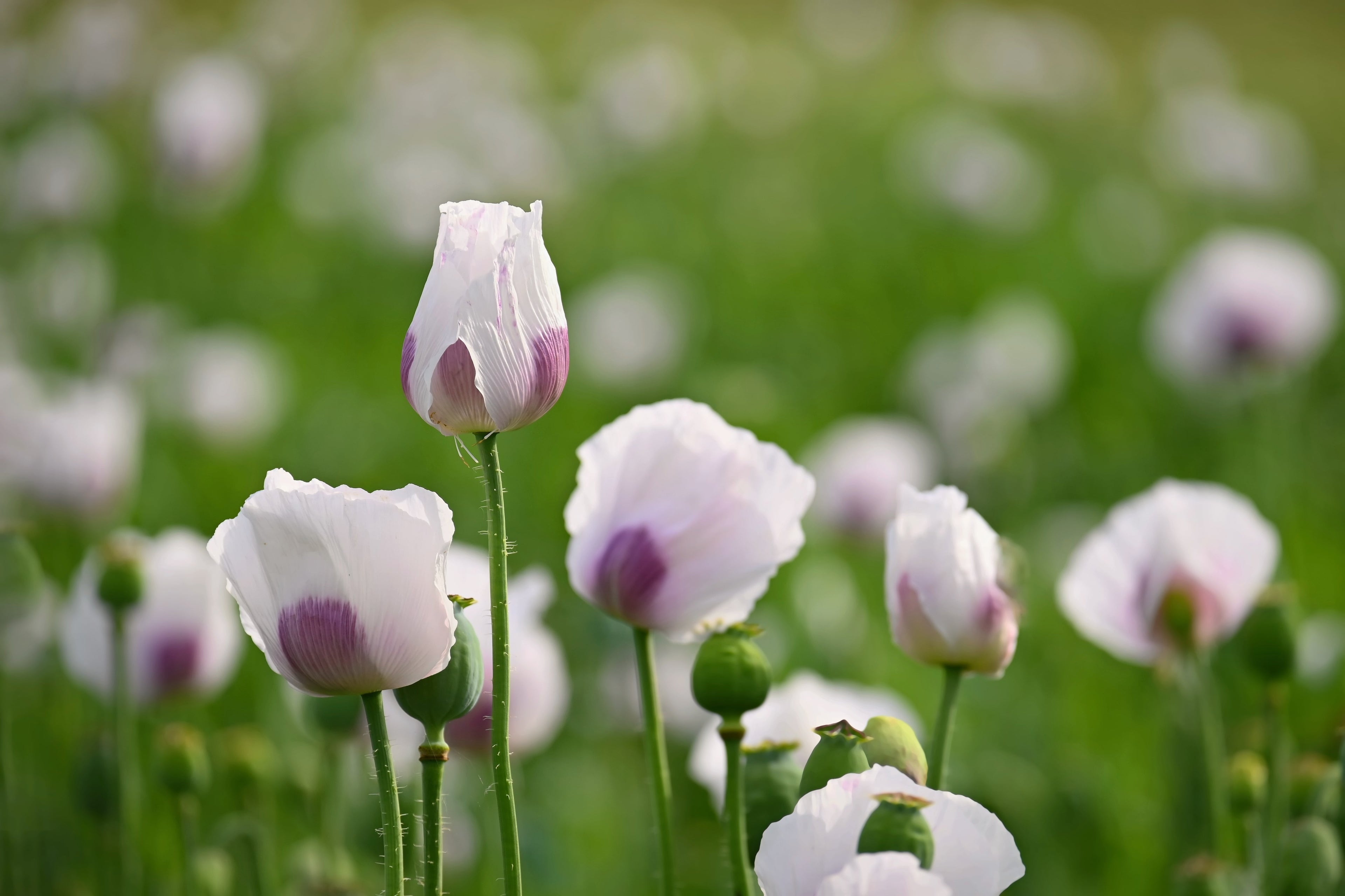 350 TASMANIAN Purple & White POPPY Papaver Somniferum Flower Seeds