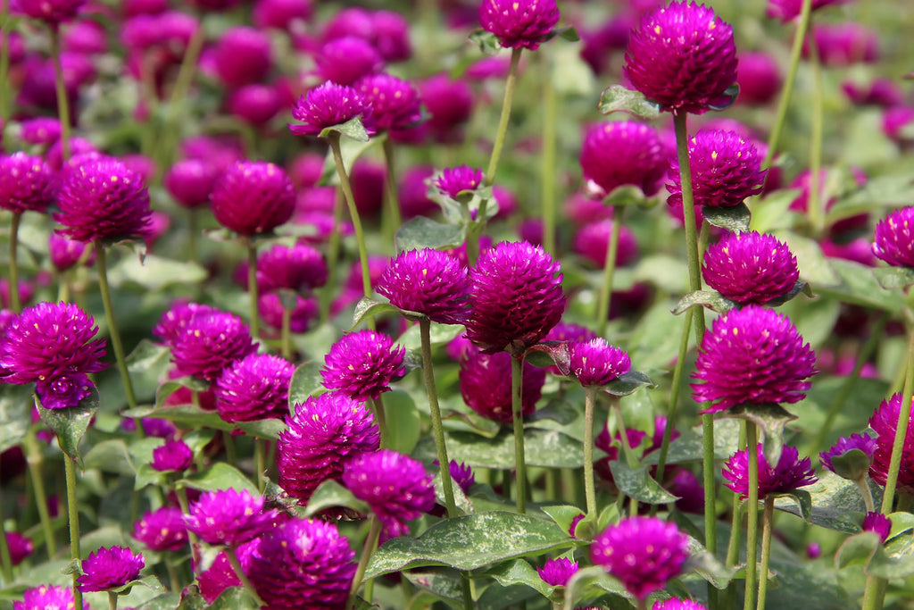 50 GLOBE AMARANTH MIX Gomphrena Globosa Mixed Colors Amaranthus Flower Seeds