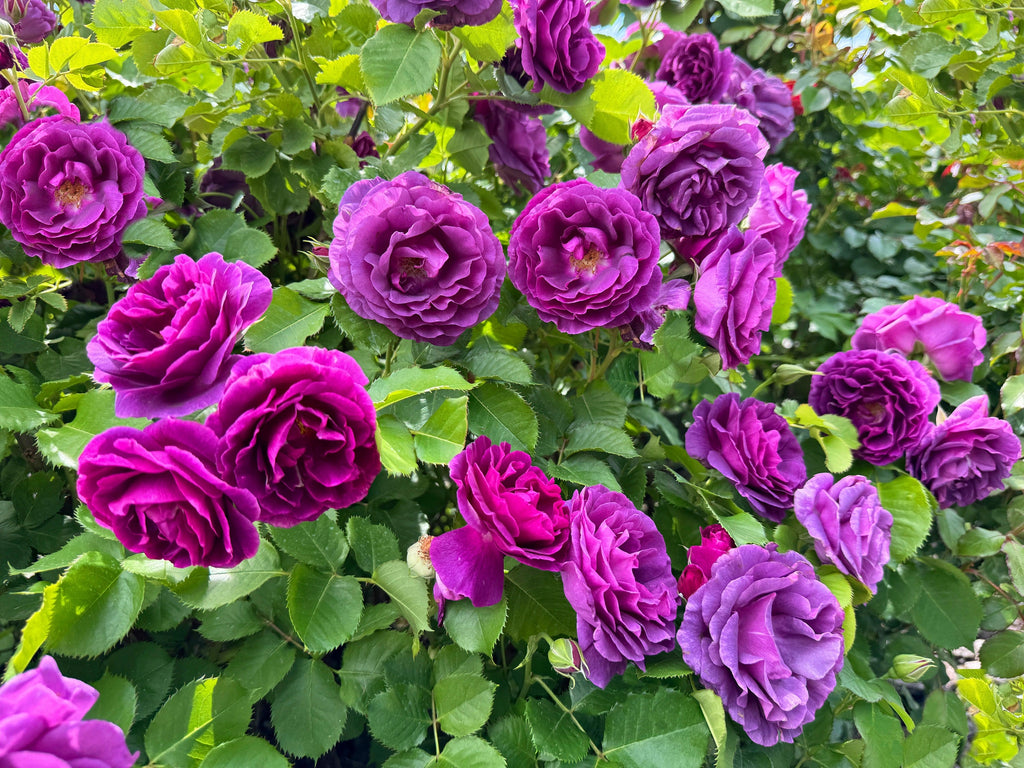 5 PURPLE ROSE Rosa Floribunda Bush Shrub Perennial Flower Seeds