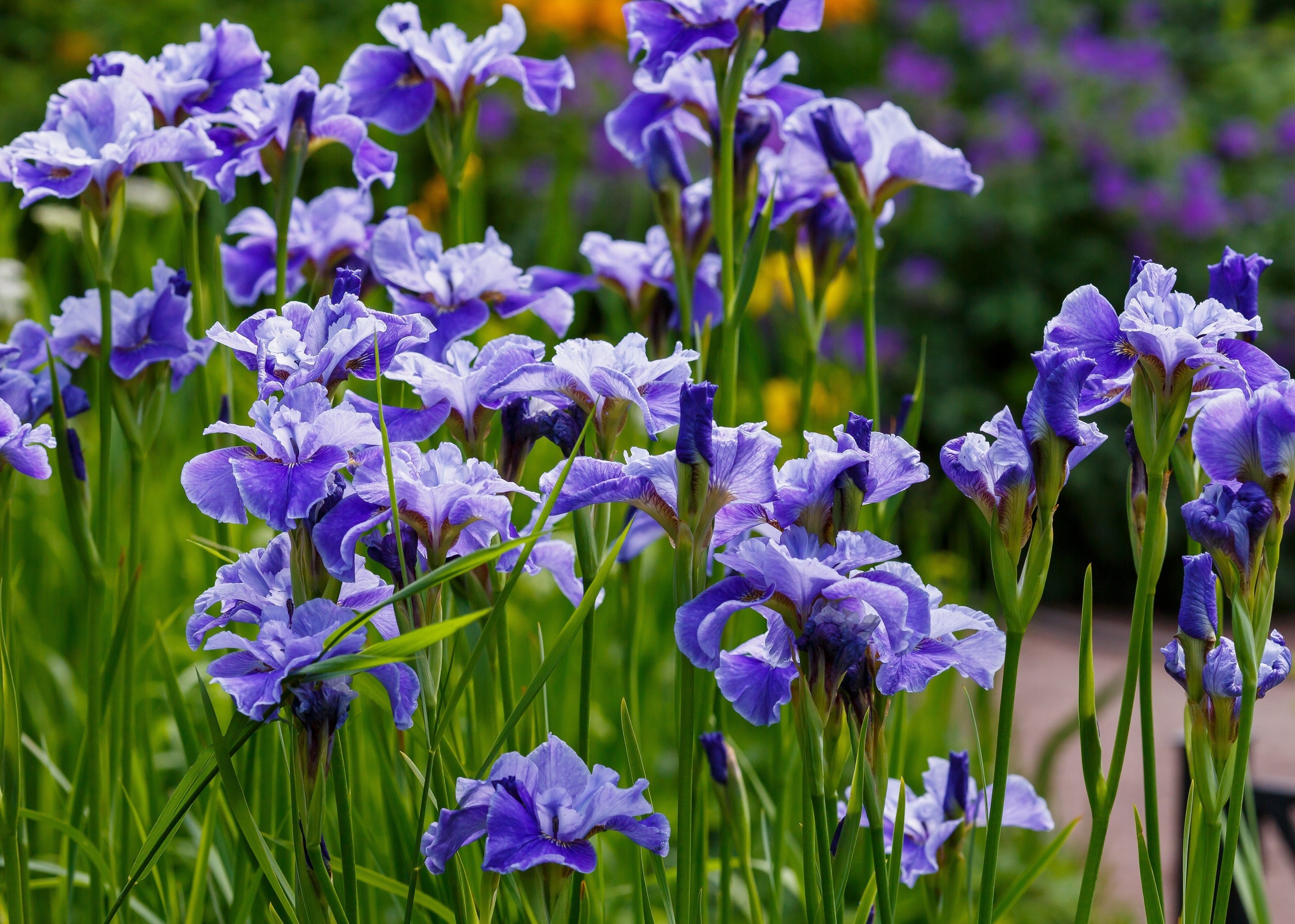 20 MIXED SIBERIAN IRIS Sibirica Iris Bicolor Blue Red White Yellow Purple Siberian Flag Flower Seeds