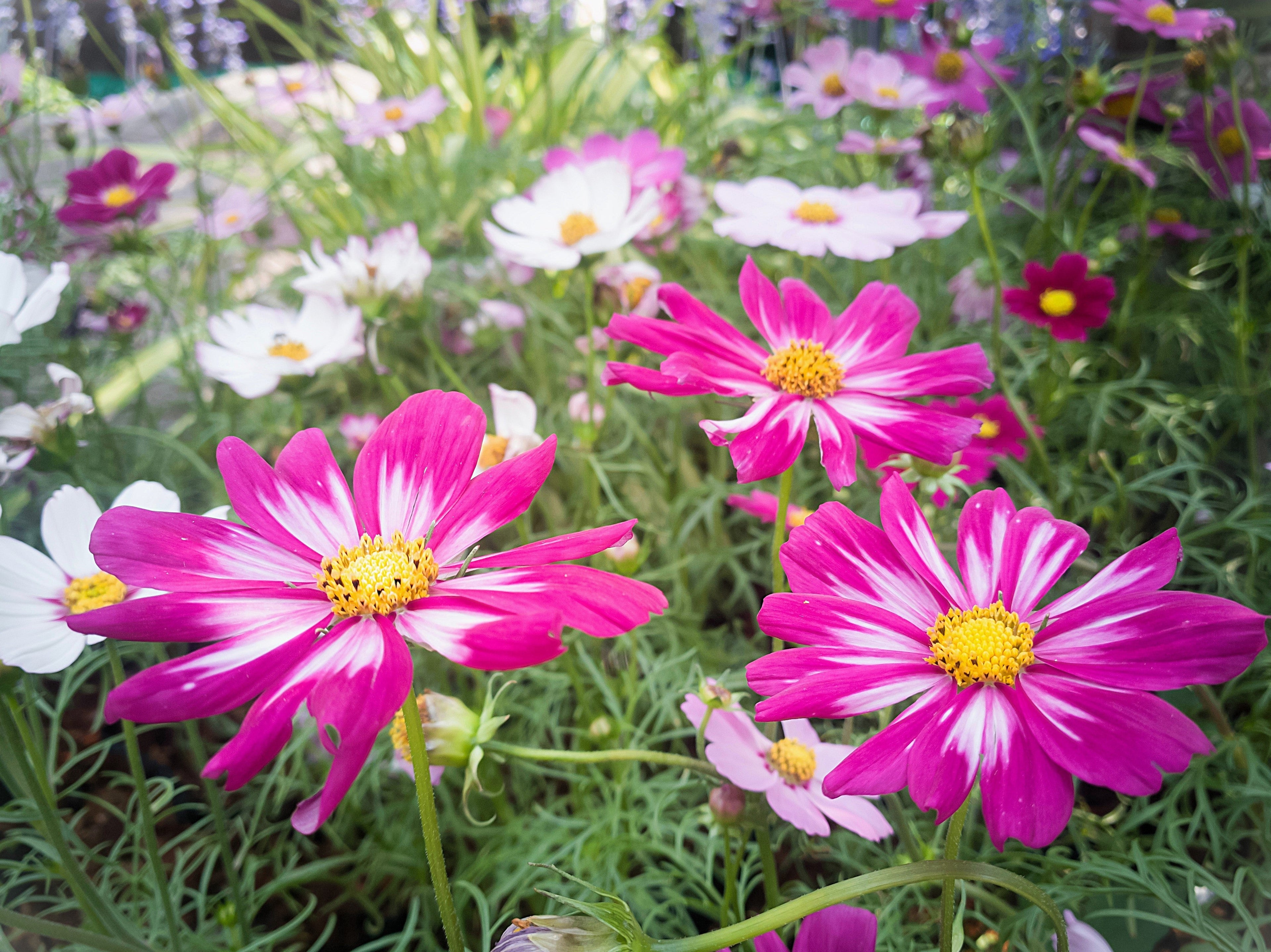 300 CANDY STRIPE COSMOS Bipinnatus Pink White Flower Seeds