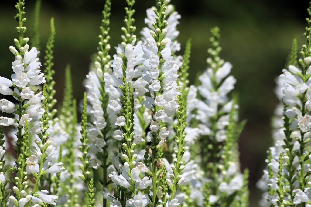 50 WHITE Showy OBEDIENT PLANT False Dragon Head Physostegia Virginiana Flower Seeds
