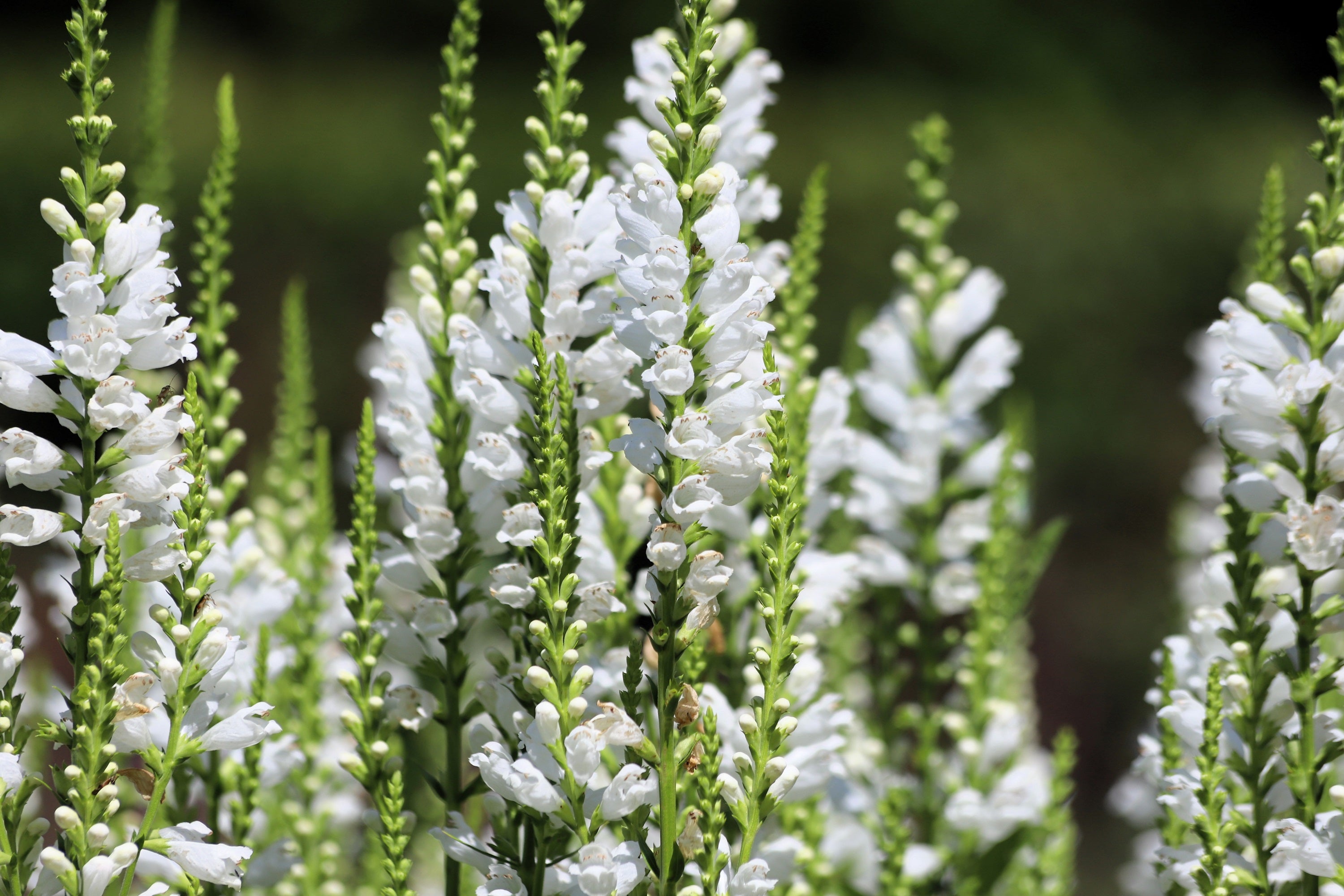 50 WHITE Showy OBEDIENT PLANT False Dragon Head Physostegia Virginiana Flower Seeds