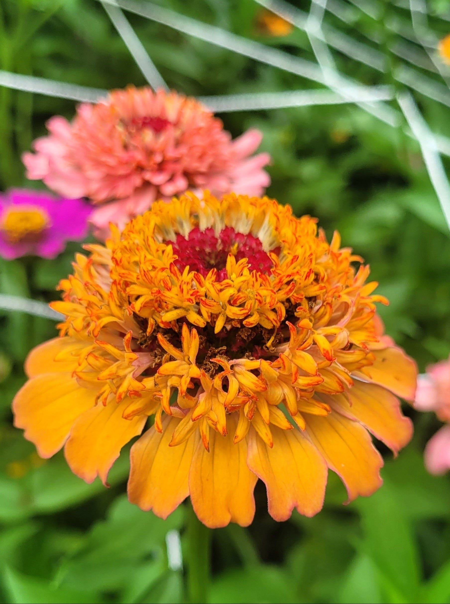 250 ZIN MASTER ZINNIA Mix Elegans Mixed Colors Flower Seeds