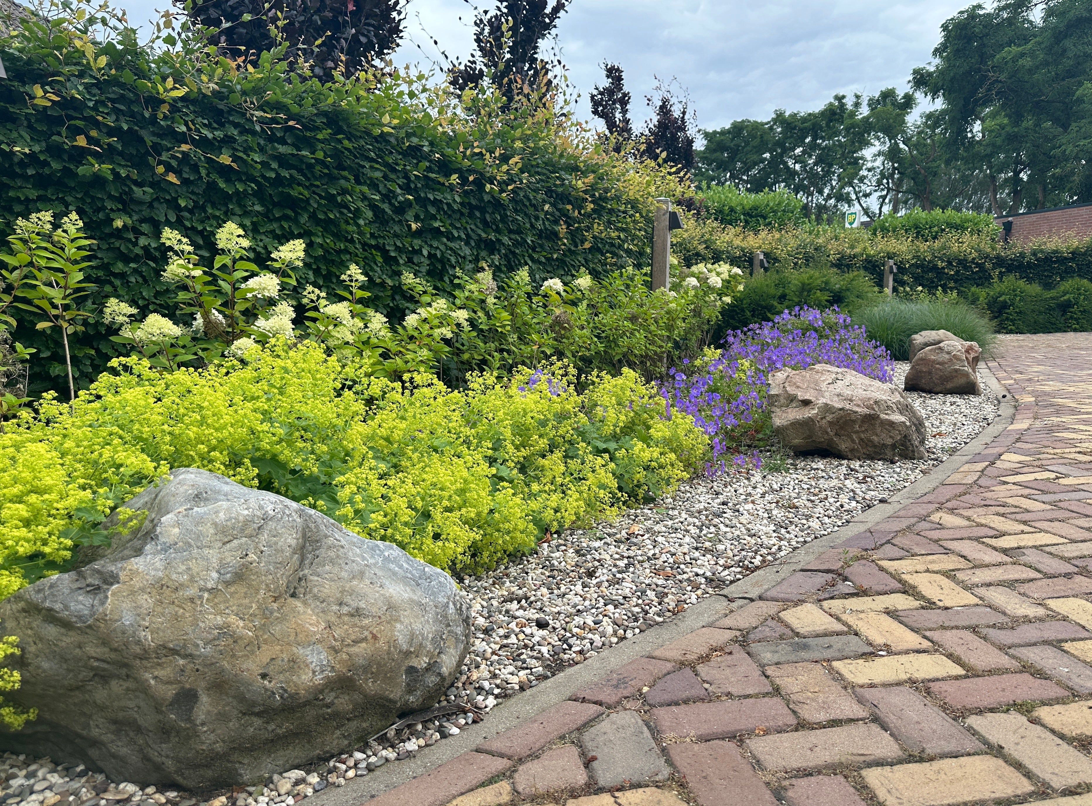 100 LADYS MANTLE Alchemilla Mollis Flower Seeds