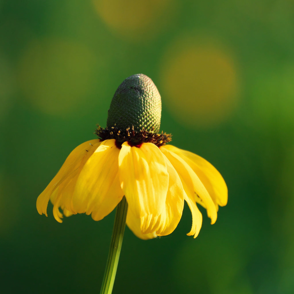 3000 CLASPING CONEFLOWER Rudbeckia Amplexicaulis Native Yellow Flower Seeds
