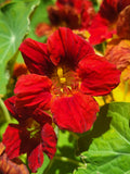 25 Dwarf RED EMPRESS NASTURTIUM Tropaeolum Majus Nanum Hummingbird Flower Seeds