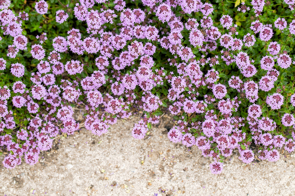 100 MOTHER OF THYME aka Lemon Broadleaved Large Thyme Thymus Pulegioides Herb Pink Flower Seeds
