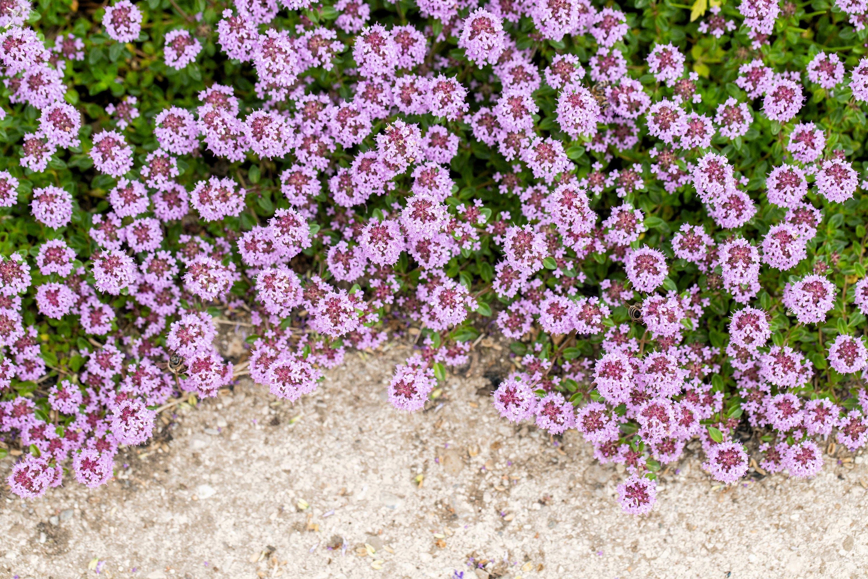 100 MOTHER OF THYME aka Lemon Broadleaved Large Thyme Thymus Pulegioides Herb Pink Flower Seeds