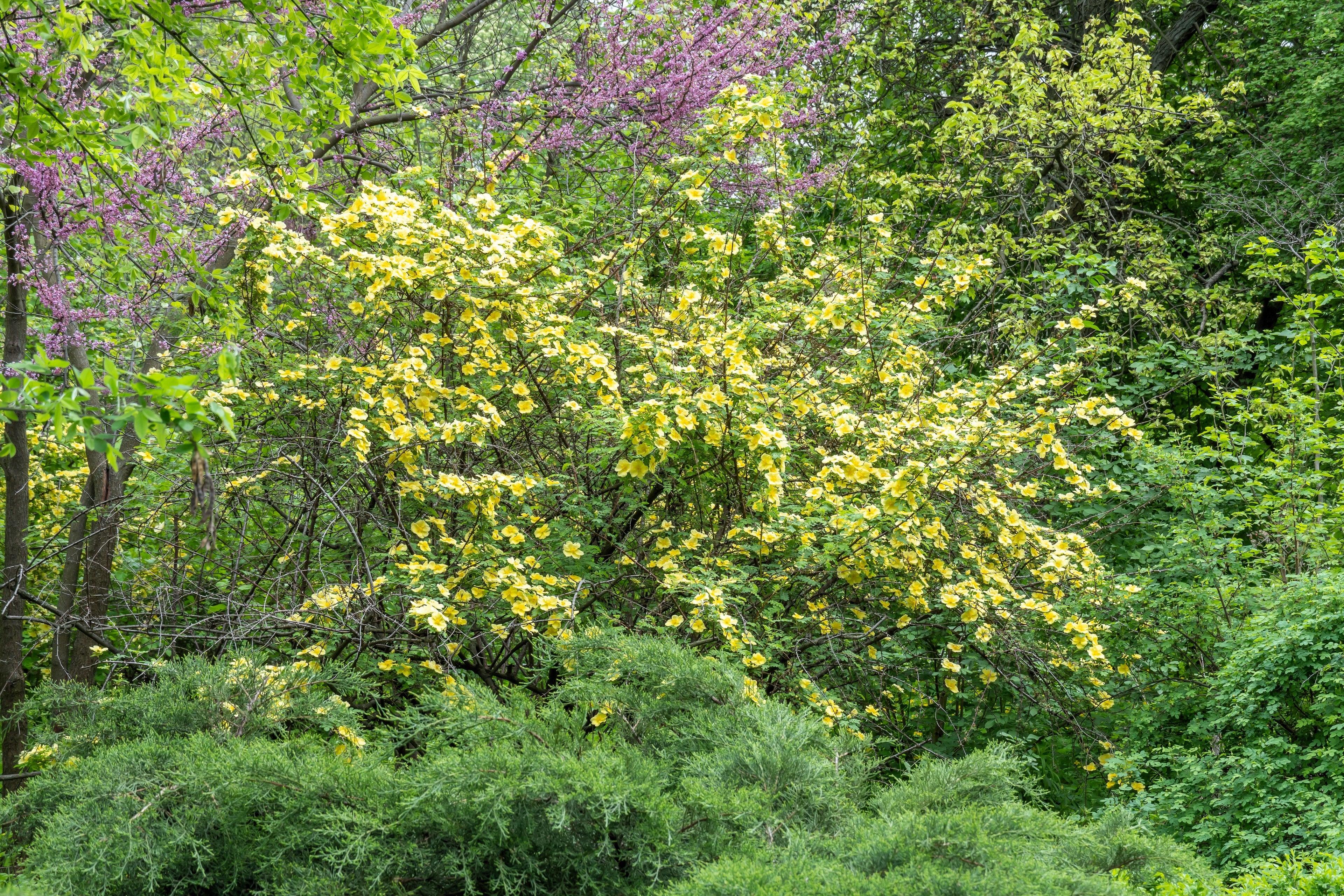 10 Golden Yellow FATHER HUGO ROSE Rosa Hugonis Flower Bush Shrub Seeds