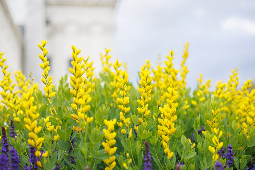 25 YELLOW WILD INDIGO Baptisia Tinctoria False Indigo Flower Seeds
