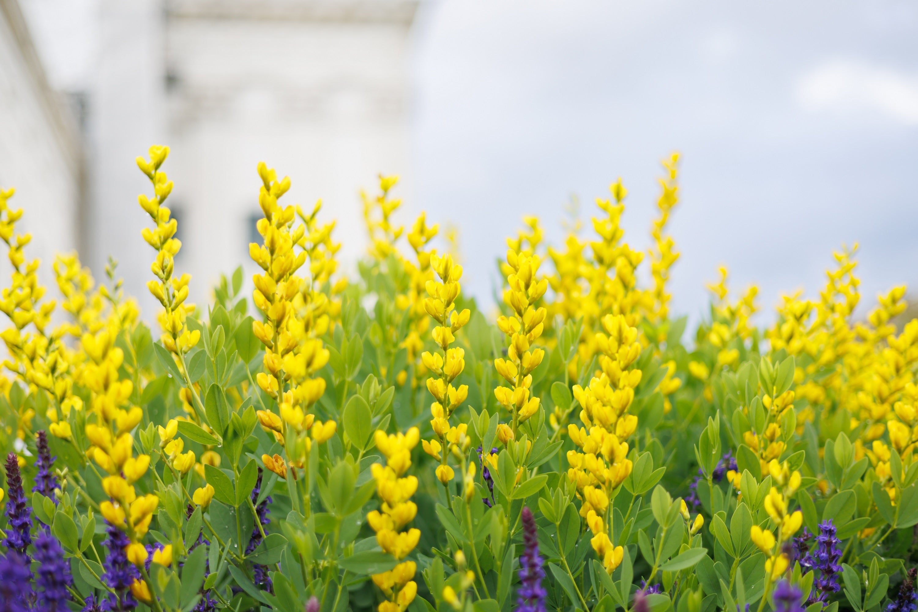 25 YELLOW WILD INDIGO Baptisia Tinctoria False Indigo Flower Seeds