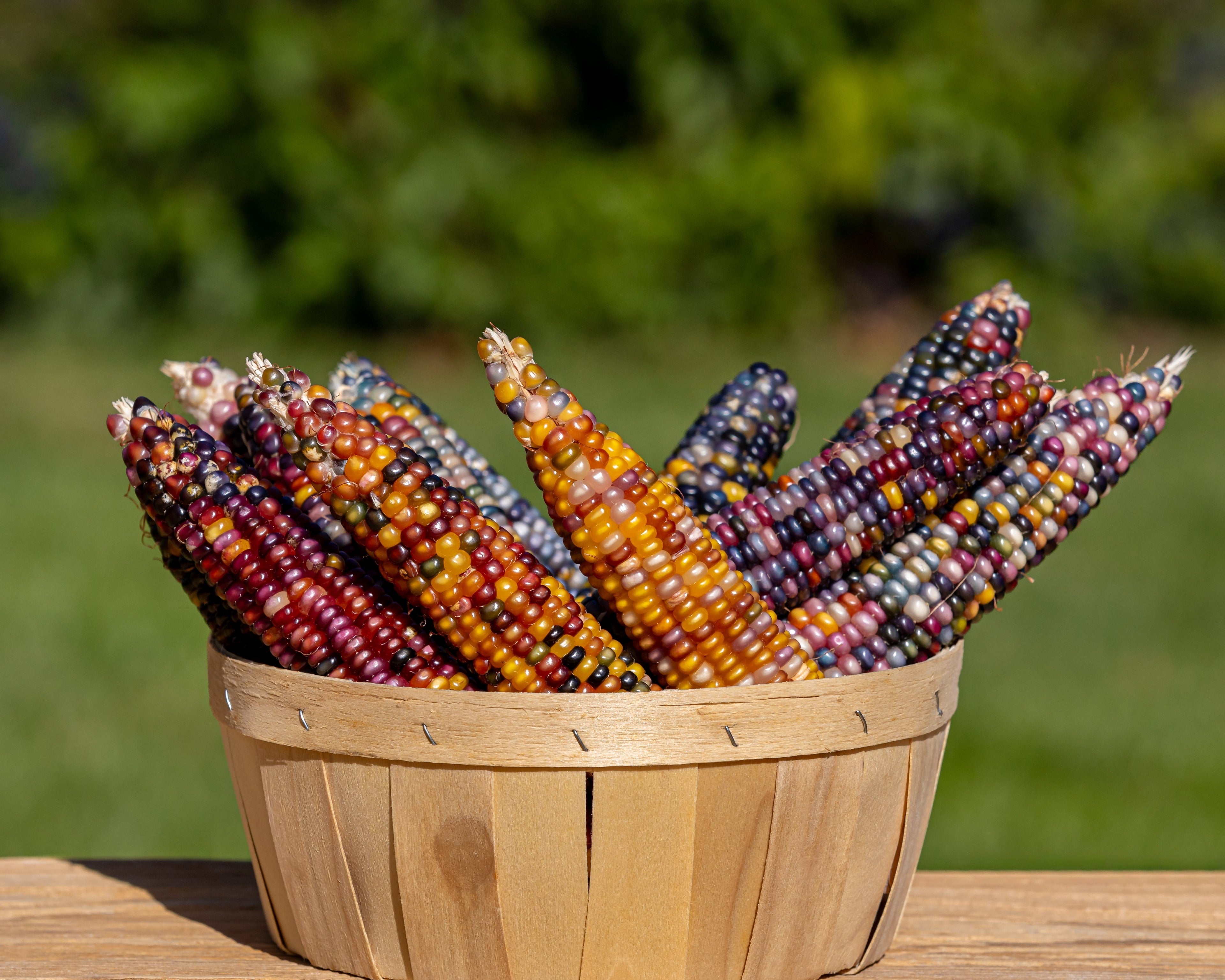 100 Ornamental INDIAN CORN WAMPUM Mixed Colors Zea Mays Vegetable Seeds