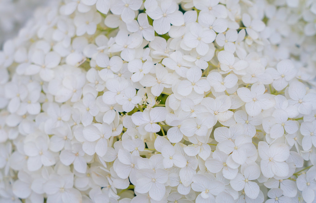 50 PEE GEE HYDRANGEA Paniculata Peegee Panicle White Pink Flower Shrub Seeds