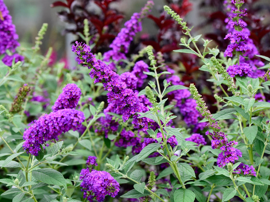 50 VIOLET BUTTERFLY BUSH Buddleja Davidii Purple Flower Seeds