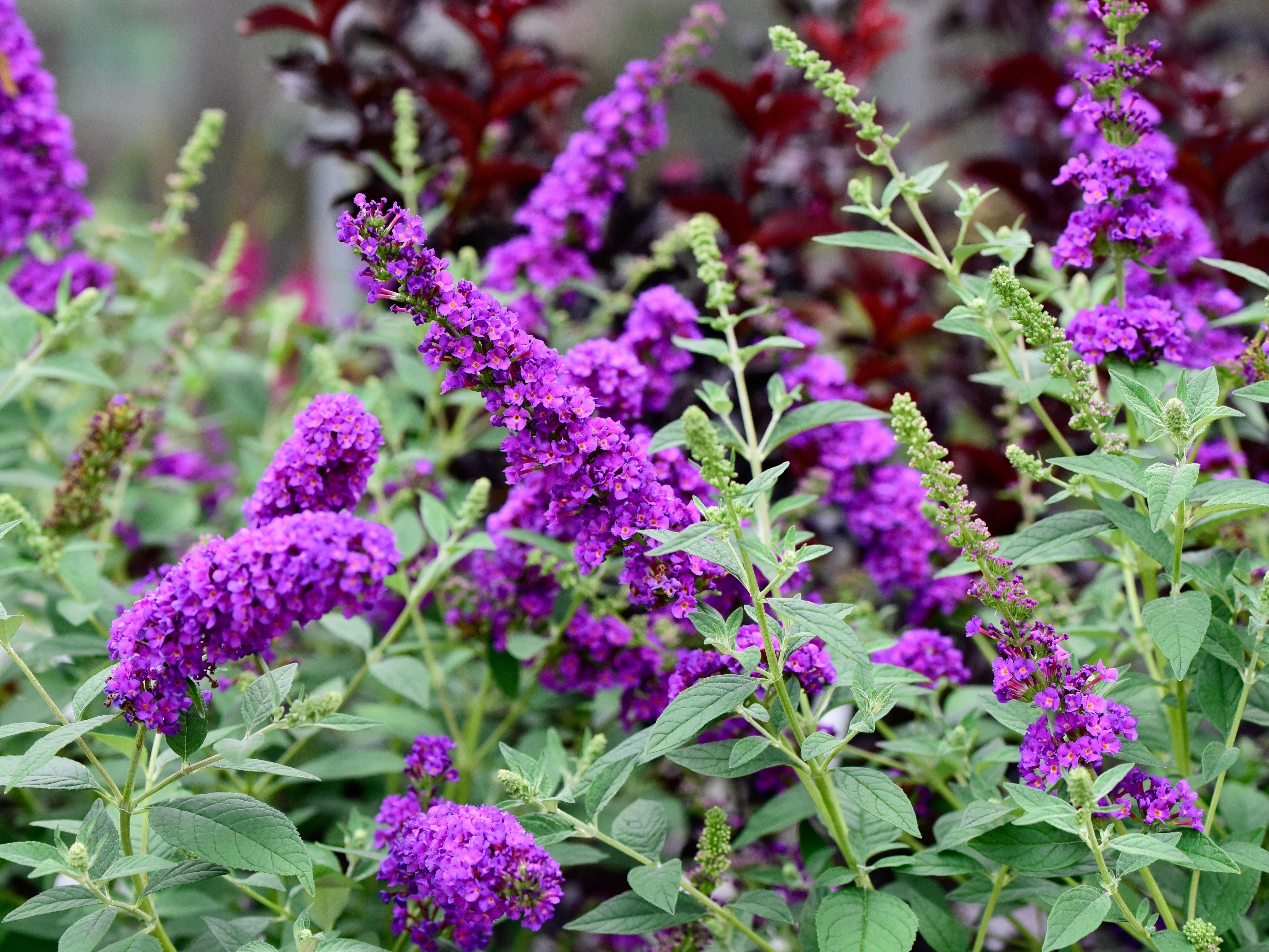 50 VIOLET BUTTERFLY BUSH Buddleja Davidii Purple Flower Seeds