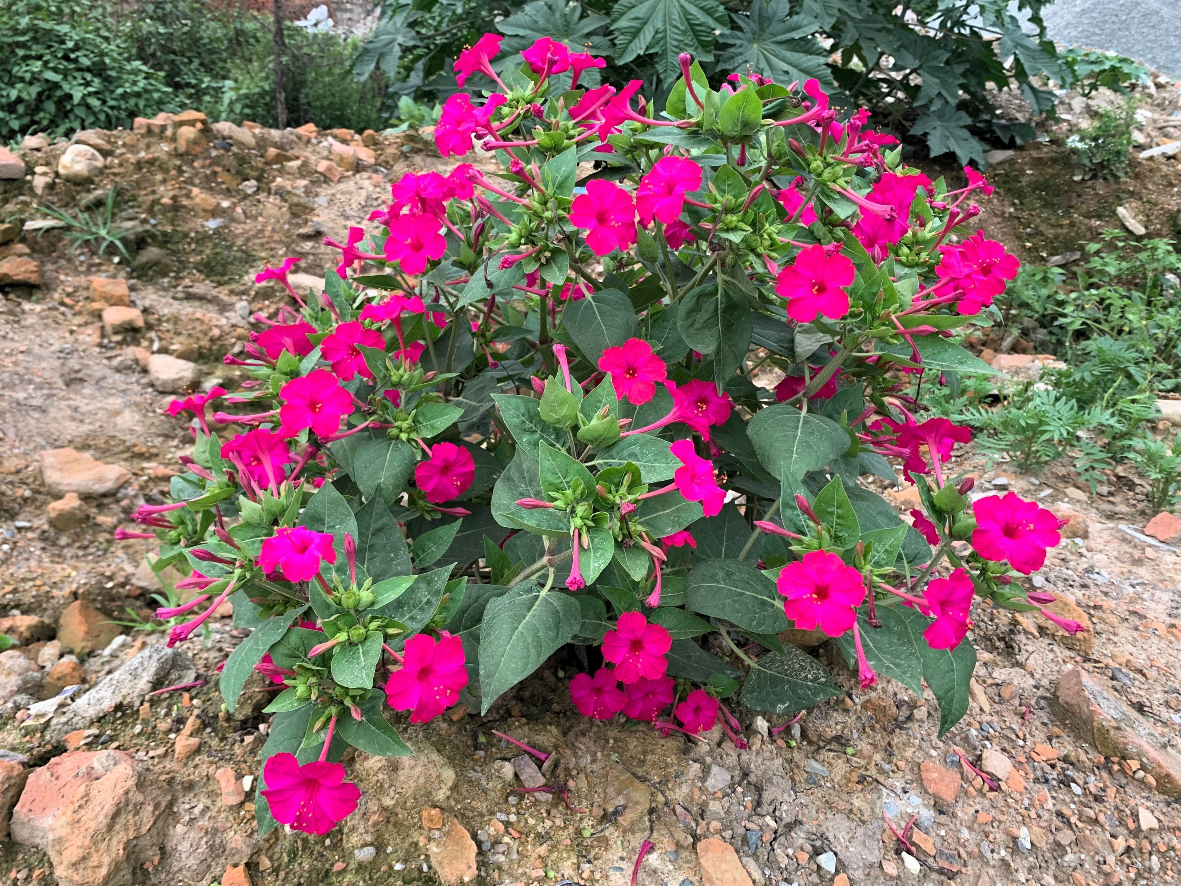 75 MIXED FOUR O CLOCK aka Marvel of Peru Mirabilis Jalapa Flower Seeds