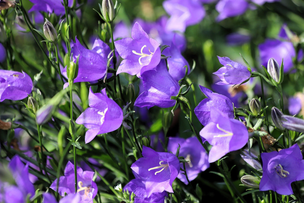 500 TELHAM BEAUTY BELLFLOWER Blue Peach Leaved Campanula Persicifolia Flower Seeds