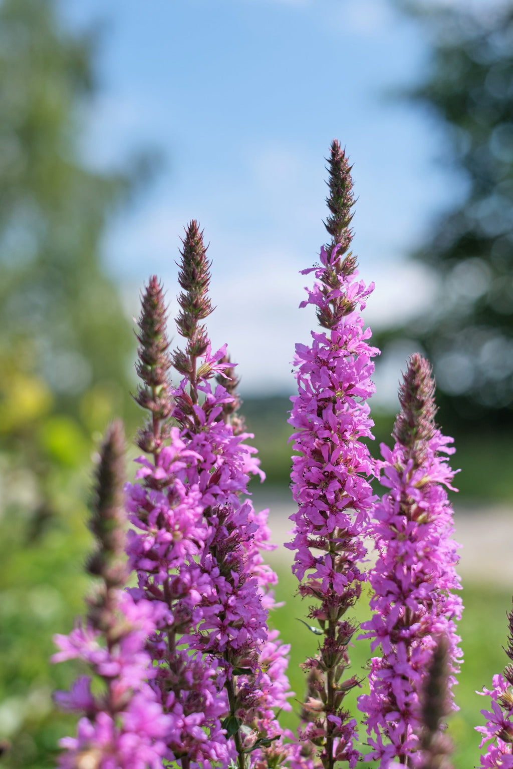 1000 PINK WINGED LOOSESTRIFE Lythrum Alatum Flower Seeds