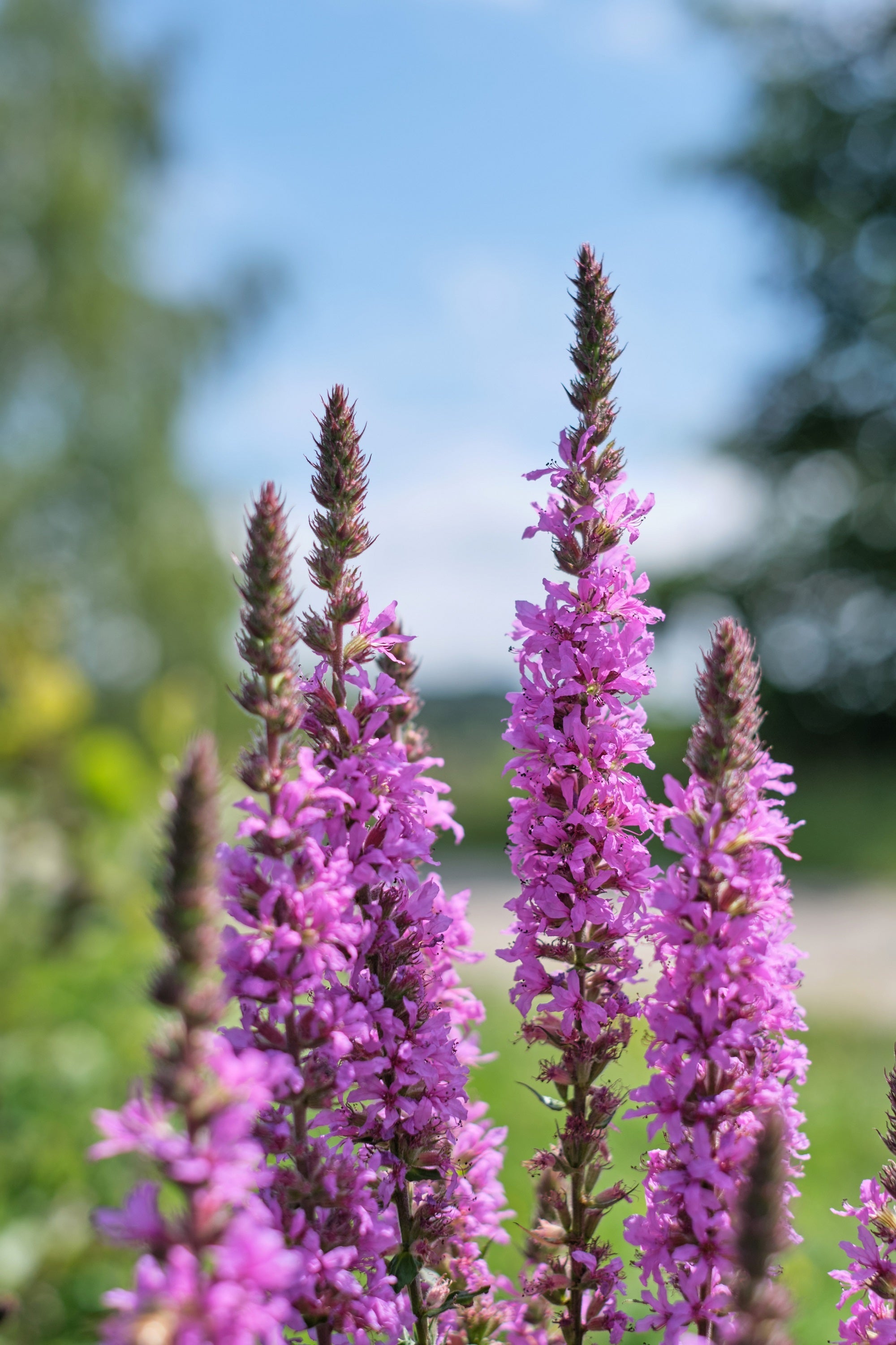 1000 PINK WINGED LOOSESTRIFE Lythrum Alatum Flower Seeds