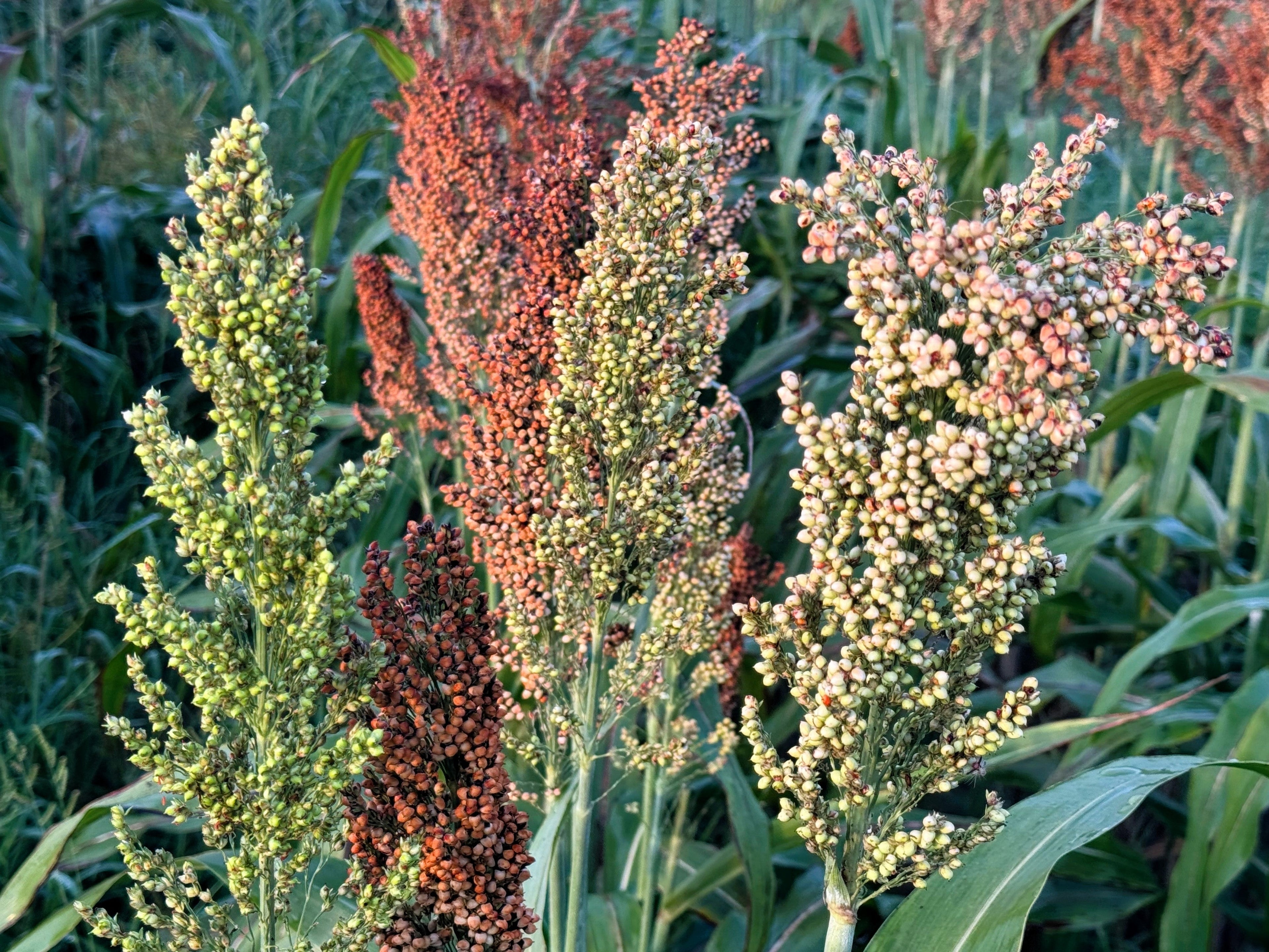 50 BROOMCORN Colored Uprights SORGHUM BICOLOR Mixed Colors Seeds
