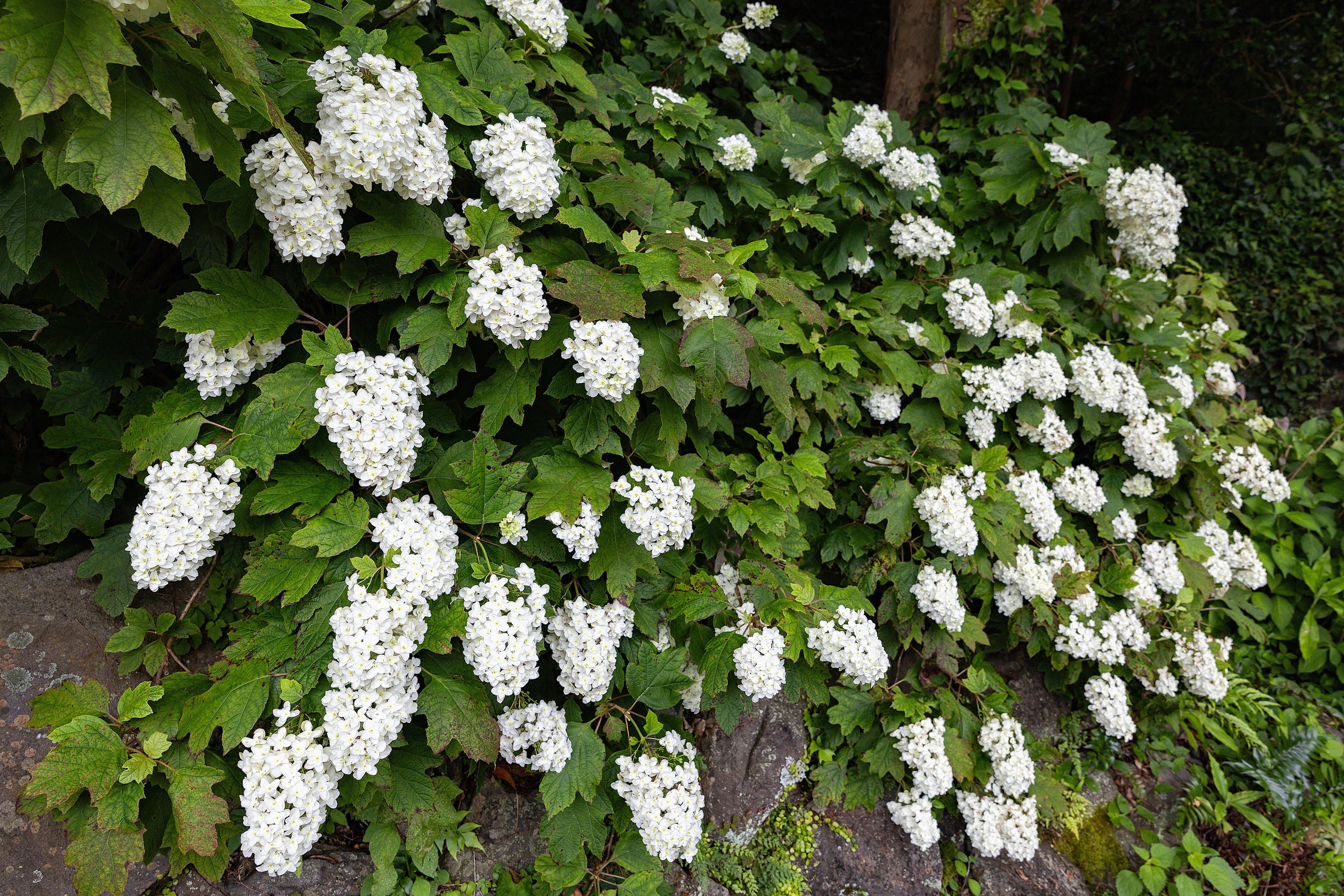 40 White OAK LEAF HYDRANGEA Quercifolia Shrub Flower Seeds